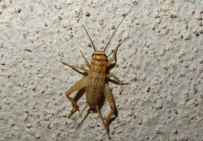 ninfa di Acheta domesticus